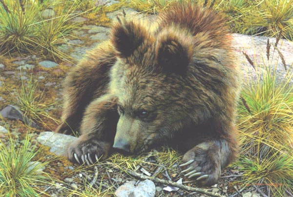 (image for) Handmade oil painting Copy paintings of famous artists Carl Brenders Paintings Bearly Awake - Click Image to Close